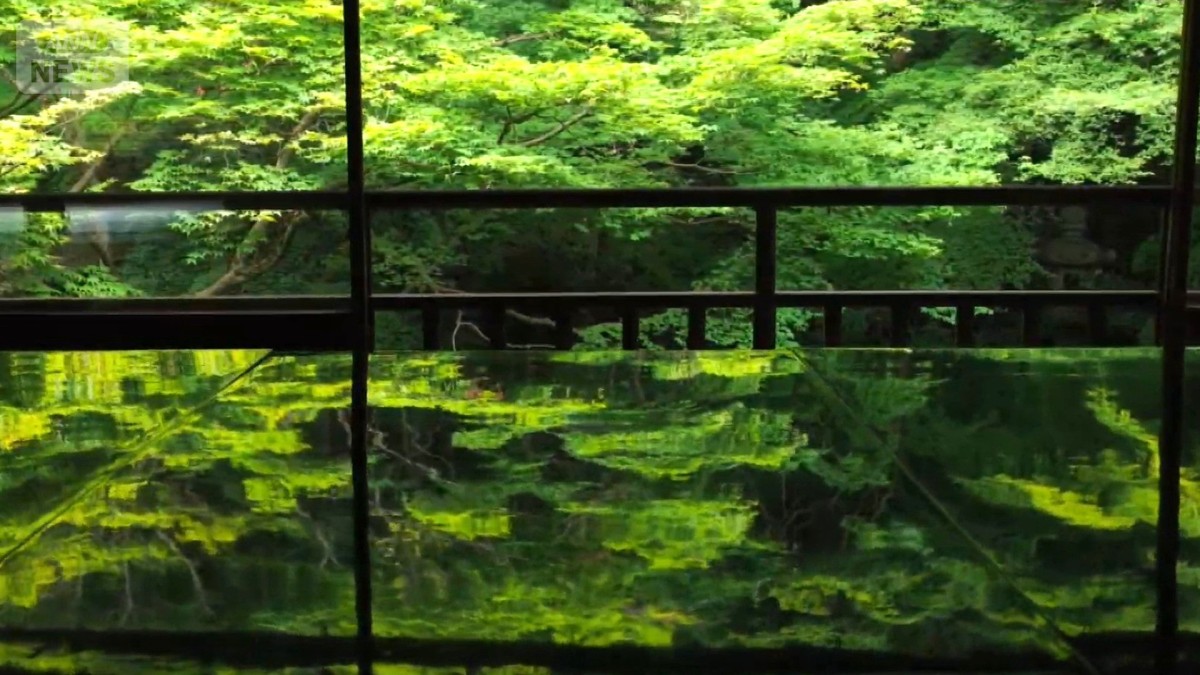 絶景 漆黒に浮かぶ「新緑の万華鏡」青もみじ輝く京都・比叡山の山寺「瑠璃光院」