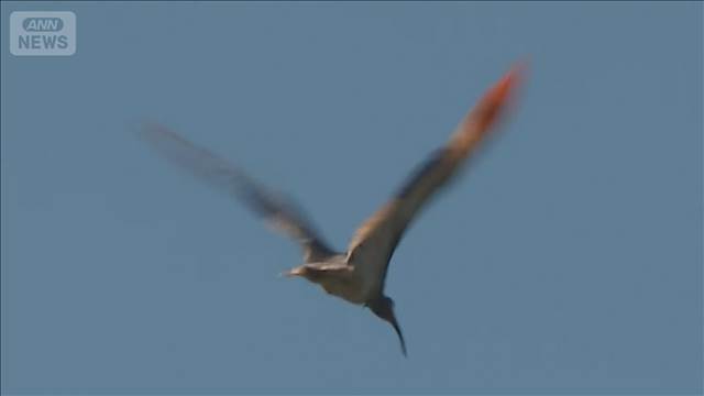 トキ放鳥　56年ぶりに本州の空を飛ぶ　GPSで追跡調査　本州への定着に期待