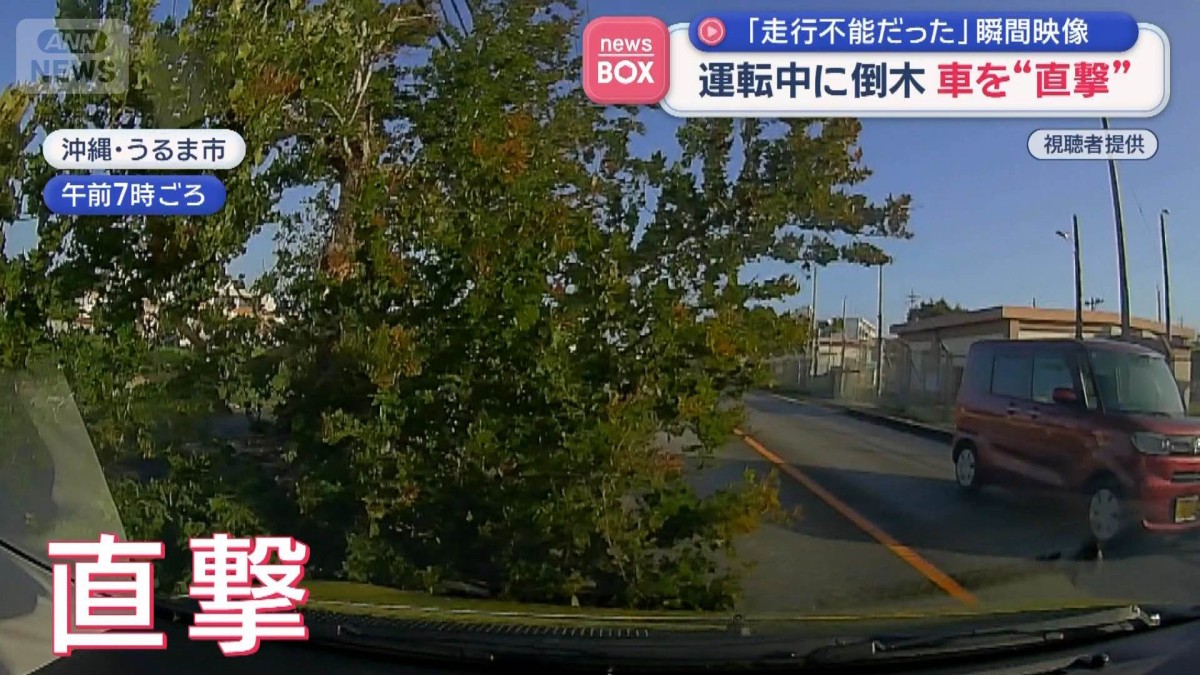 「走行不能だった」運転中に倒木　車を“直撃”　沖縄