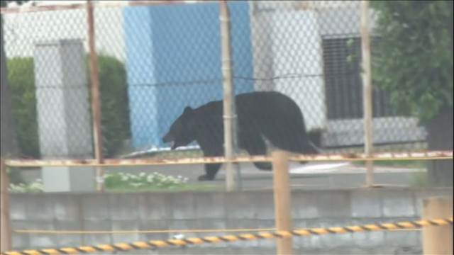 福島市の工場にクマ　4人が襲われけが