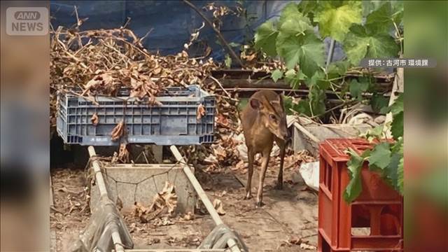 茨城で「キョン」初捕獲　定着阻止に3万円報奨金　千葉で大繁殖し食害