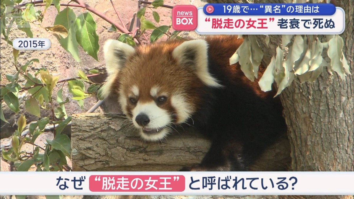動物園の“脱走の女王”老衰で死ぬ　19歳で…“異名”の理由は