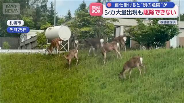 シカ大量出現も　駆除できない　罠仕掛けると“別の危険が”　札幌市
