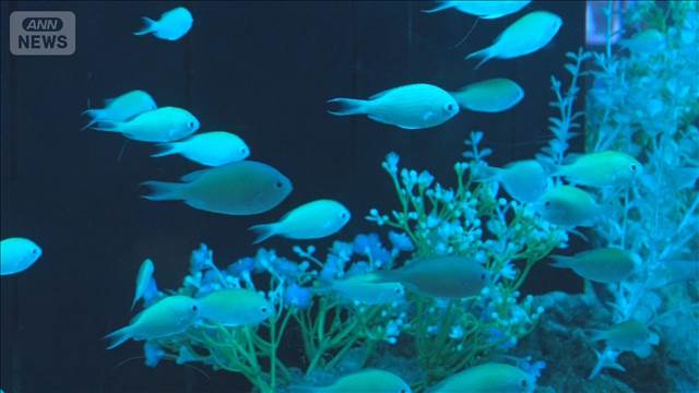 水族館で花と魚のコラボ　赤い歯を持つ水中のドラキュラ？【グッド！いちおし】