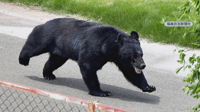 なぜ？6月に人を襲うクマが増加　カギを開け＆蛇口の水飲む姿も