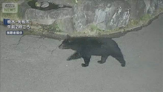 クマが住宅敷地内に出没　体長1.5メートル　防犯カメラに