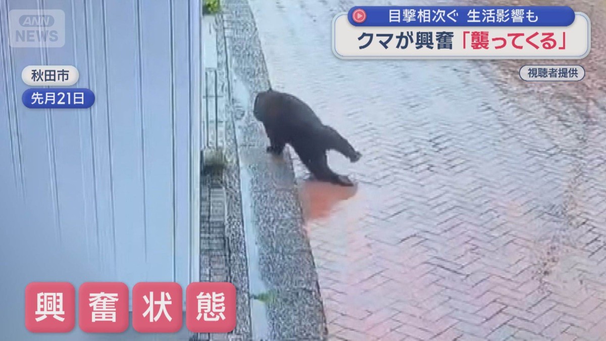 クマが興奮「襲ってくる」　目撃相次ぐ　生活影響も