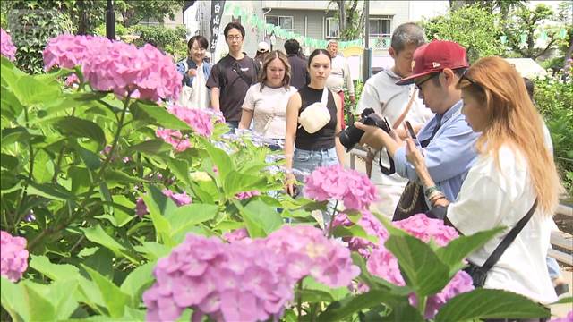 梅雨の季節の彩り「文京あじさいまつり」始まる　見頃を迎え 賑わう