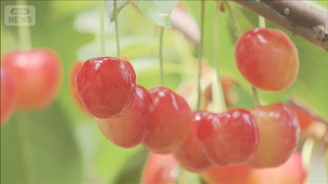 甘酸っぱい初夏の味！　サクランボ狩りシーズン到来　山梨・甲州市