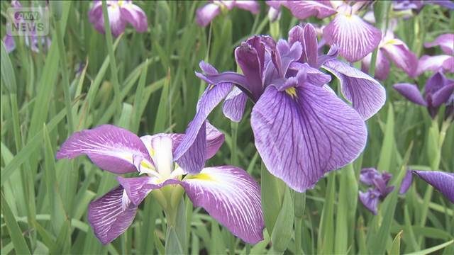 梅雨の訪れを告げるハナショウブが見ごろ　東京・江戸川区「小岩菖蒲園」