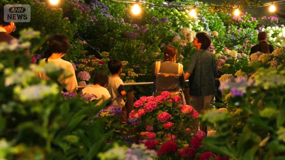 夜を彩る“梅雨の使者”三河湾を望むあじさいの楽園 6月限定！絶景ライトアップ