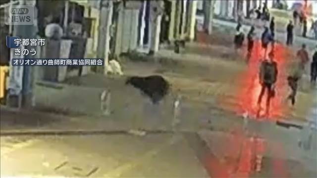 クマが商店街を駆け抜ける　中学校や県庁近くにも出没　宇都宮