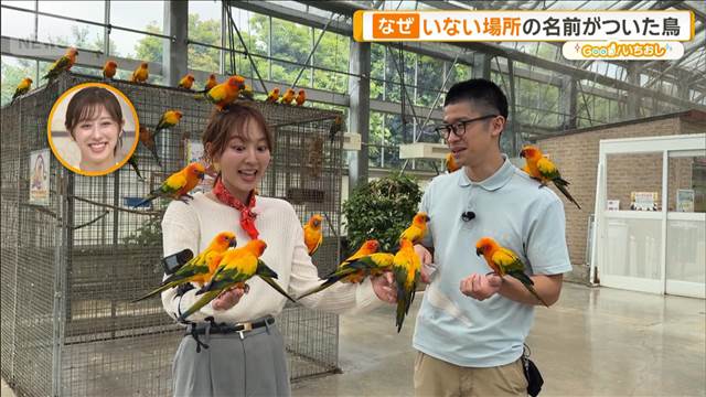 強烈キック、倒れているように寝る…個性派ぞろいの掛川花鳥園【グッド！いちおし】