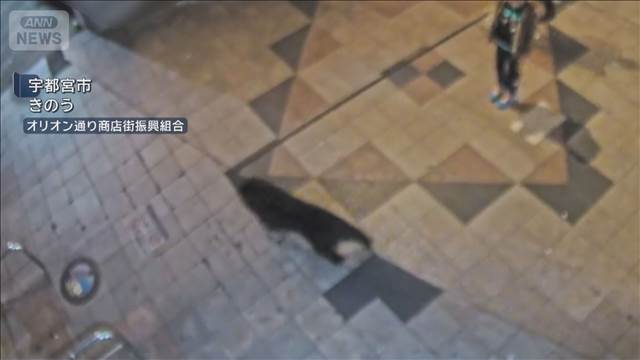 相次ぐクマの目撃情報受け 宇都宮市の小中学校94校すべて休校