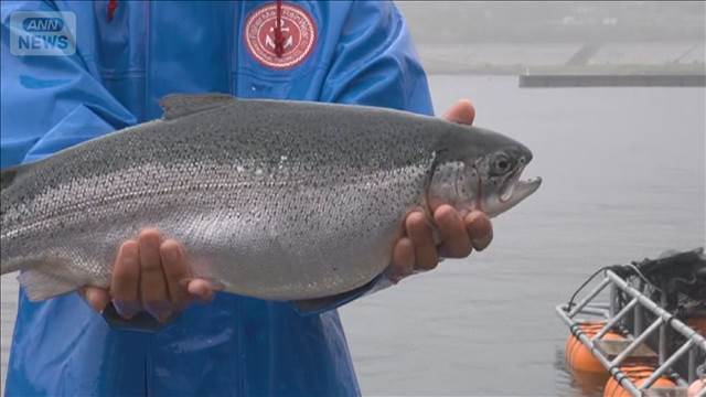 試験養殖されたトラウトサーモンが初出荷　6.3tが水揚げ　岩手