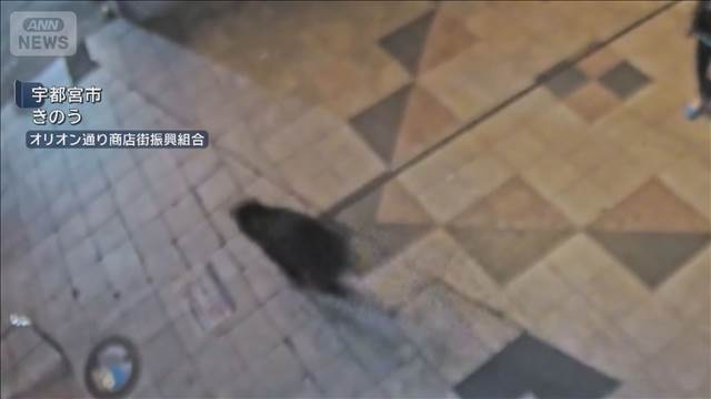 宇都宮クマ目撃40件超　小中学校94校がすべて休校　県立高校は7校が休校
