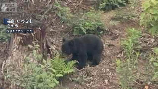 クマの目撃 各地で相次ぐ　近隣の学校では警戒続く