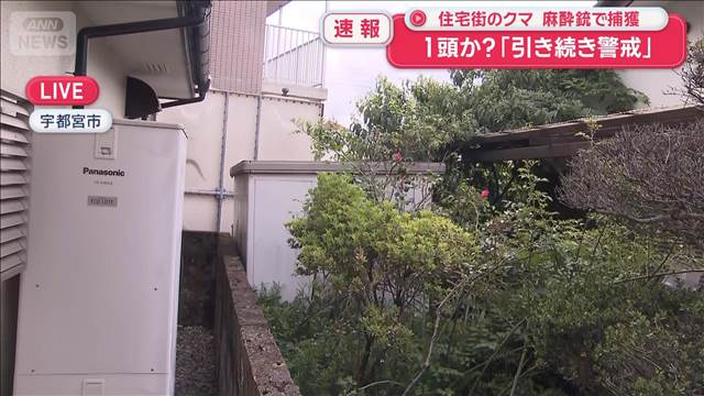 住宅街のクマ　麻酔銃で捕獲　1頭か？「引き続き警戒」