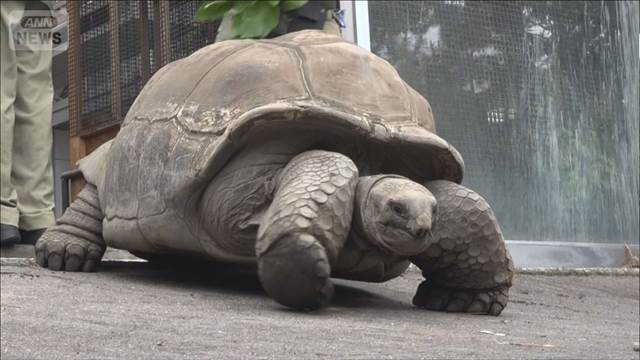 “寒がり”ゾウガメ　初夏のお引越し 伊豆大島