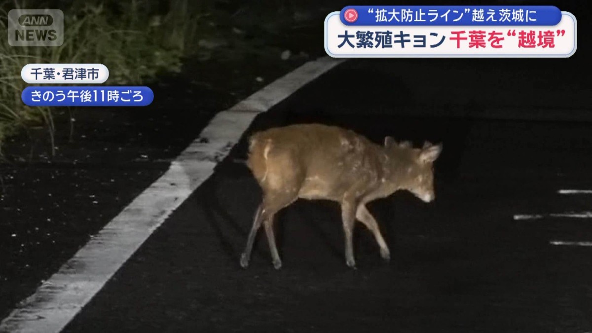 大繁殖キョン　千葉を“越境”　拡大防止ラインの最前線は？