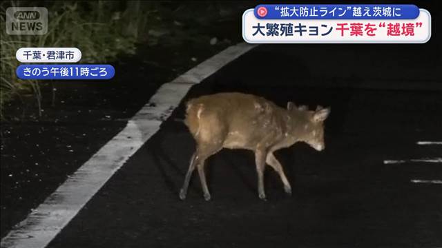 大繁殖キョン　千葉を“越境”　拡大防止ラインの最前線は？