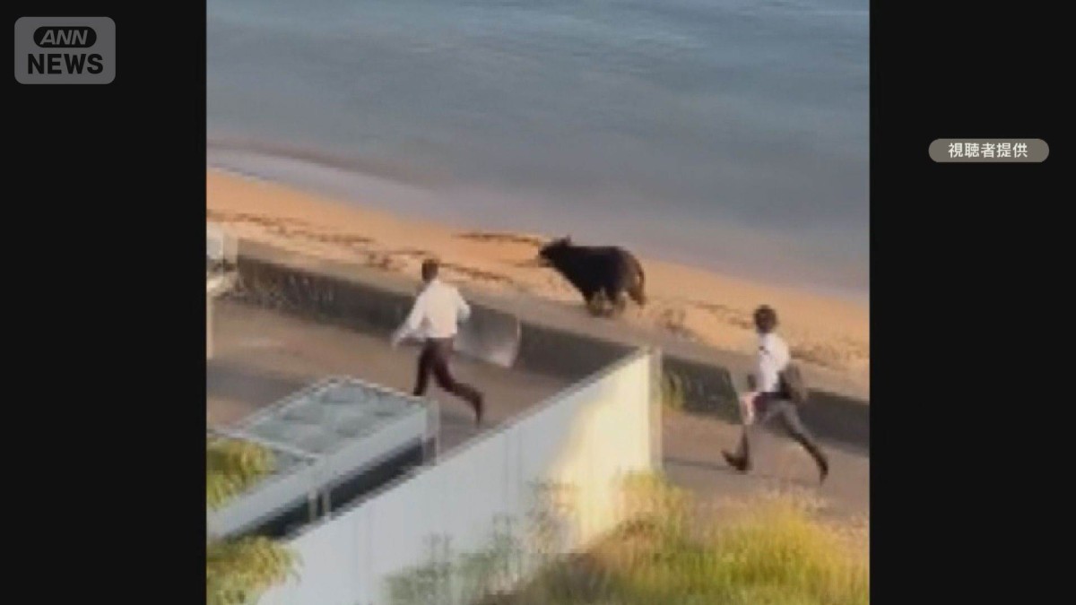 日本三景・天橋立に海を泳ぐクマ　旅館のすぐ近く　専門家「脂肪あるので浮く」
