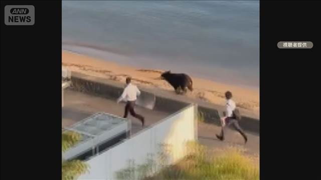日本三景・天橋立に海を泳ぐクマ　旅館のすぐ近く　専門家「脂肪あるので浮く」