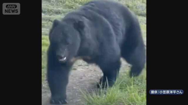 捕獲したのに…“日本三景”天橋立に再びクマ　観光地に緊張も