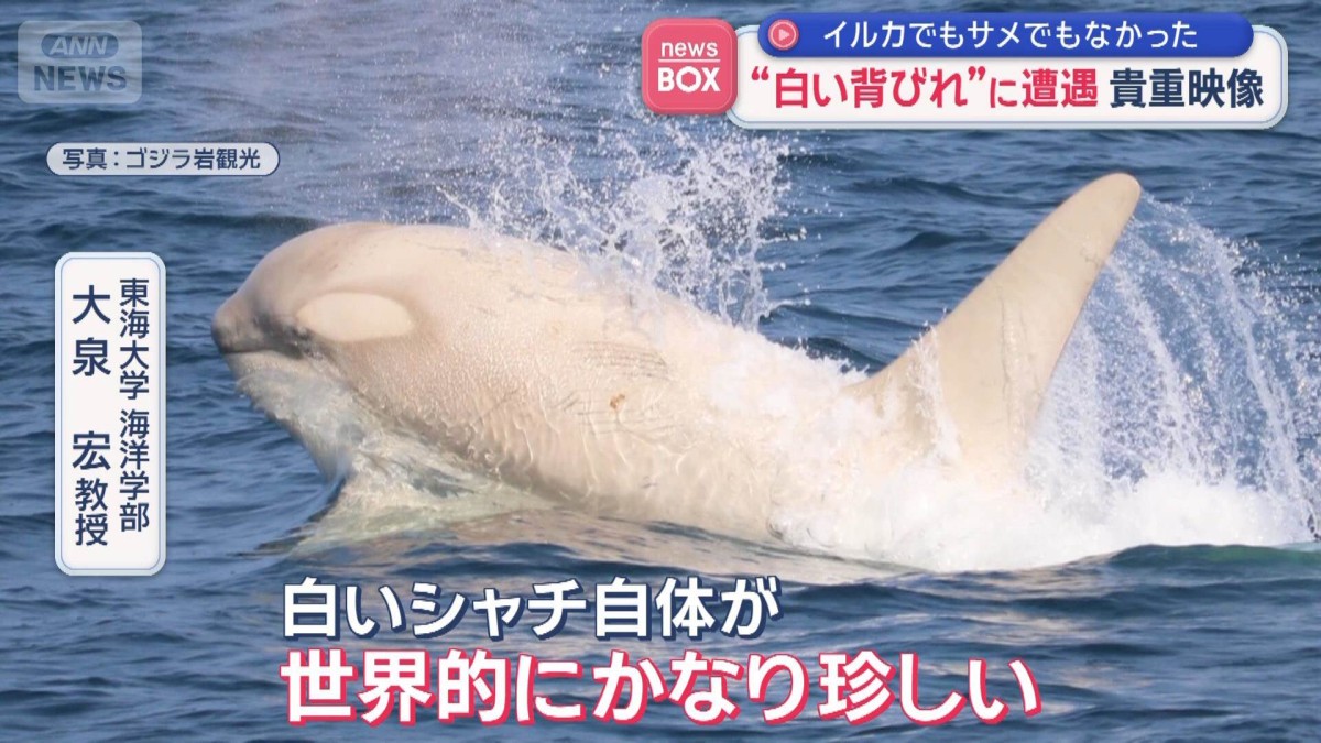 貴重映像 “白い背びれ”に遭遇  イルカでもサメでもなかった