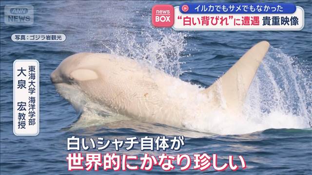 貴重映像 “白い背びれ”に遭遇  イルカでもサメでもなかった