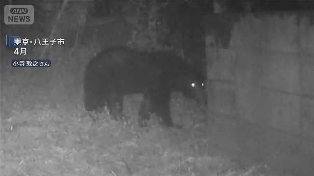 警視庁「クマ駆除対応プロジェクトチーム」設置　ライフル銃による駆除可能に