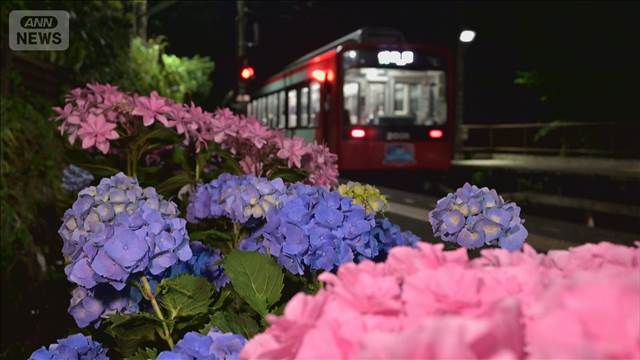 梅雨の風物詩　箱根「あじさい電車」 7000株が沿線を彩る