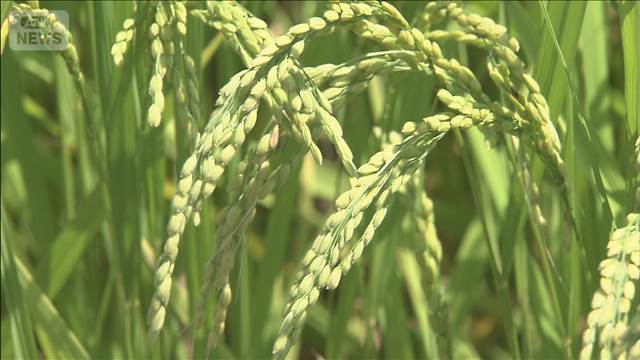 コメ価格　3週連続で値下がり3644円　生産量の増加で今後も値下がりの見込み