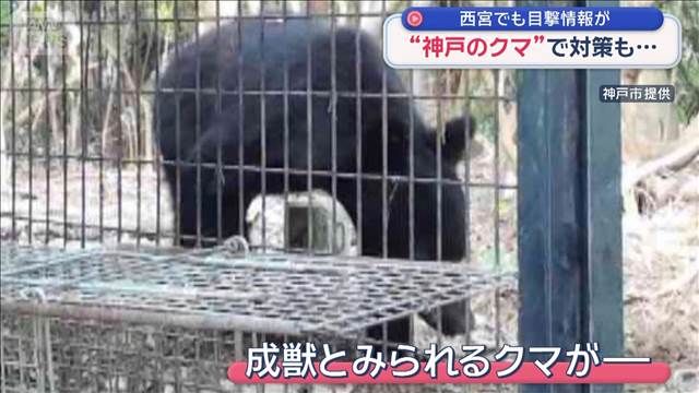 “神戸のクマ”で対策も…　となりの西宮でも目撃情報が
