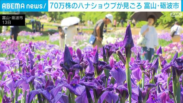 600品種70万株が咲き誇る　富山・砺波市でハナショウブが見ごろ