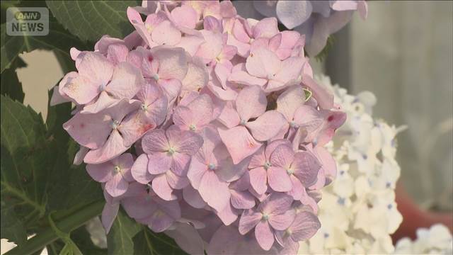 独自開発したアジサイの花が見ごろ　栃木・小山市