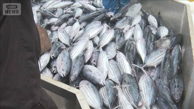 カツオ初水揚げ　初夏の味覚　原油高騰で1カ月遅れ　福島・いわき市
