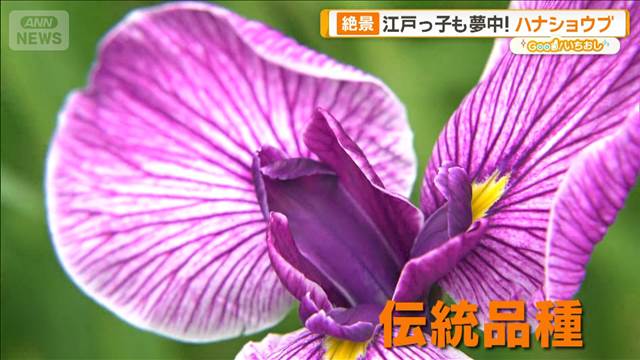 初夏を彩るハナショウブの魅力　江戸から続く品種改良【グッド！いちおし】