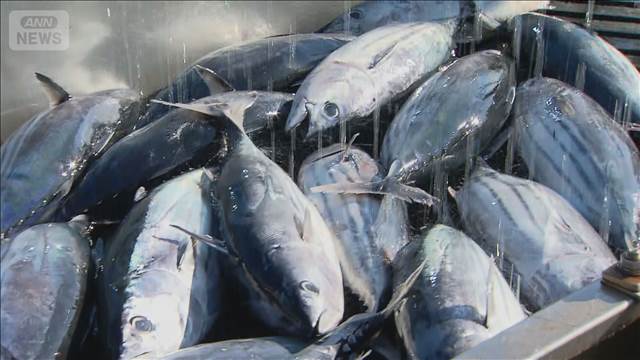 気仙沼カツオ豊漁、4日間で昨季の6割超の水揚げ　「日本一」奪還狙う　価格は2割安
