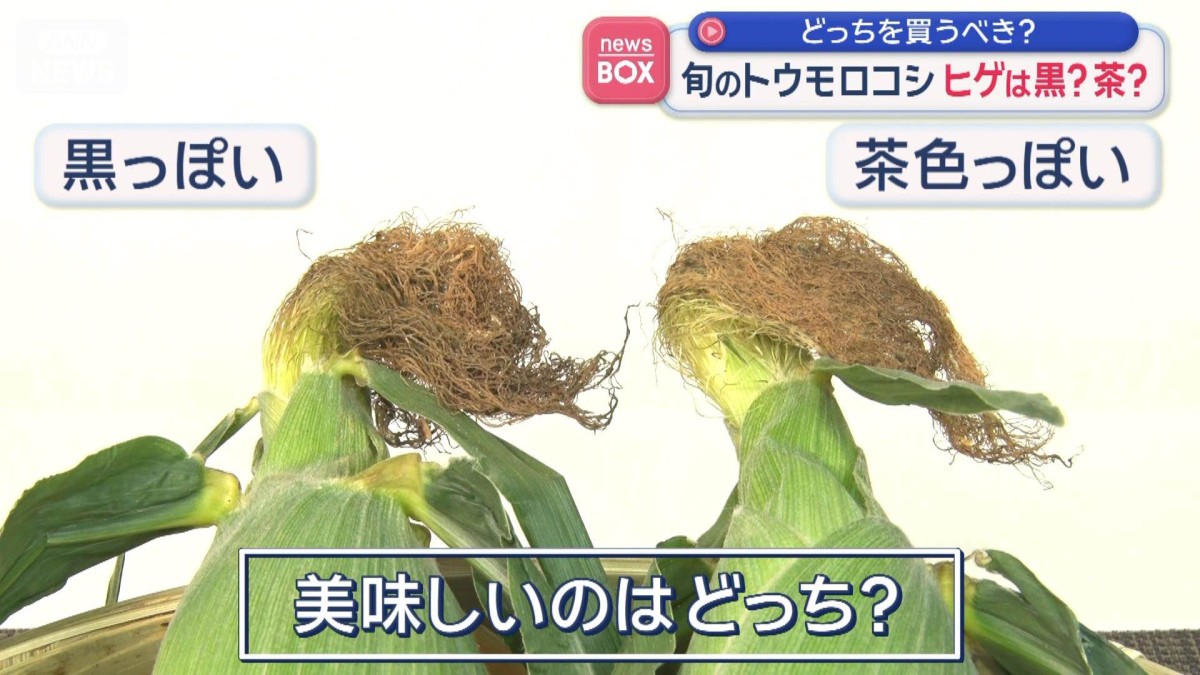 旬のトウモロコシ　ヒゲは黒？茶？　どっちを買うべき？