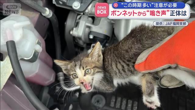 ボンネットから子猫の“鳴き声”　“この時期多い”注意が必要