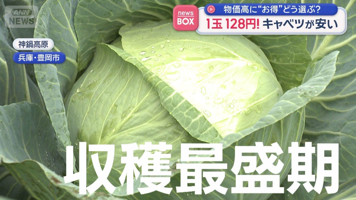 1玉128円！キャベツが安い　物価高に“お得”どう選ぶ？