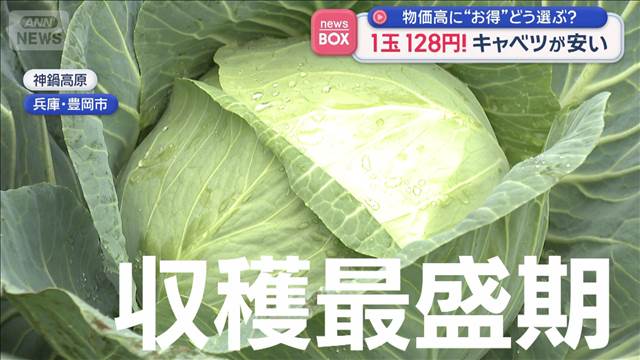 1玉128円！キャベツが安い　物価高に“お得”どう選ぶ？