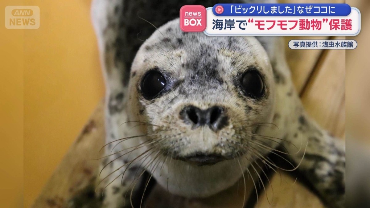 「ビックリしました」なぜココに　海岸で“モフモフ動物”保護　青森・八戸市