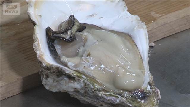「岩カキ」出荷ピーク　重さ1キロも　今年は生育がとても順調　熊本