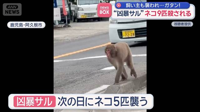 “凶暴サル”ネコ9匹殺される　飼い主も襲われ…　鹿児島・阿久根市