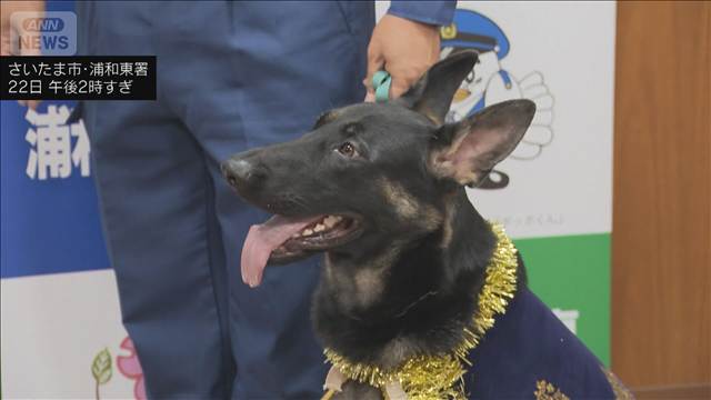 デビューから3日の警察嘱託犬 初任務でお手柄　行方不明の80代女性を発見　埼玉県警