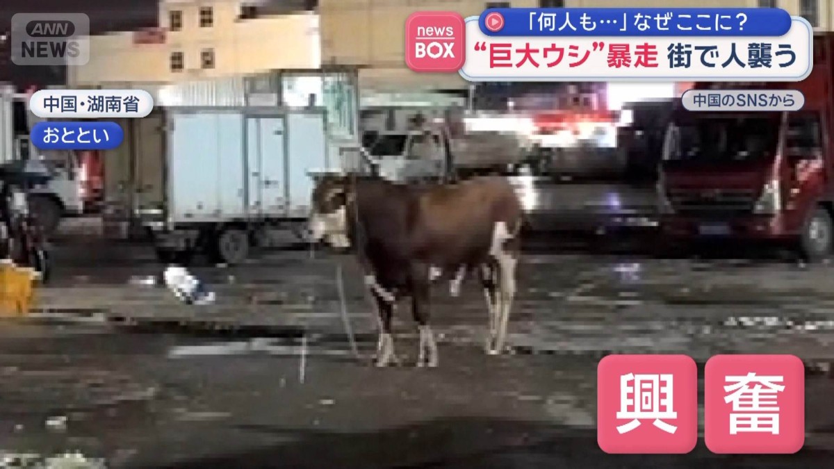 “巨大ウシ”が暴走 街で人襲う 「何人もはねられて…」 なぜここに？　中国