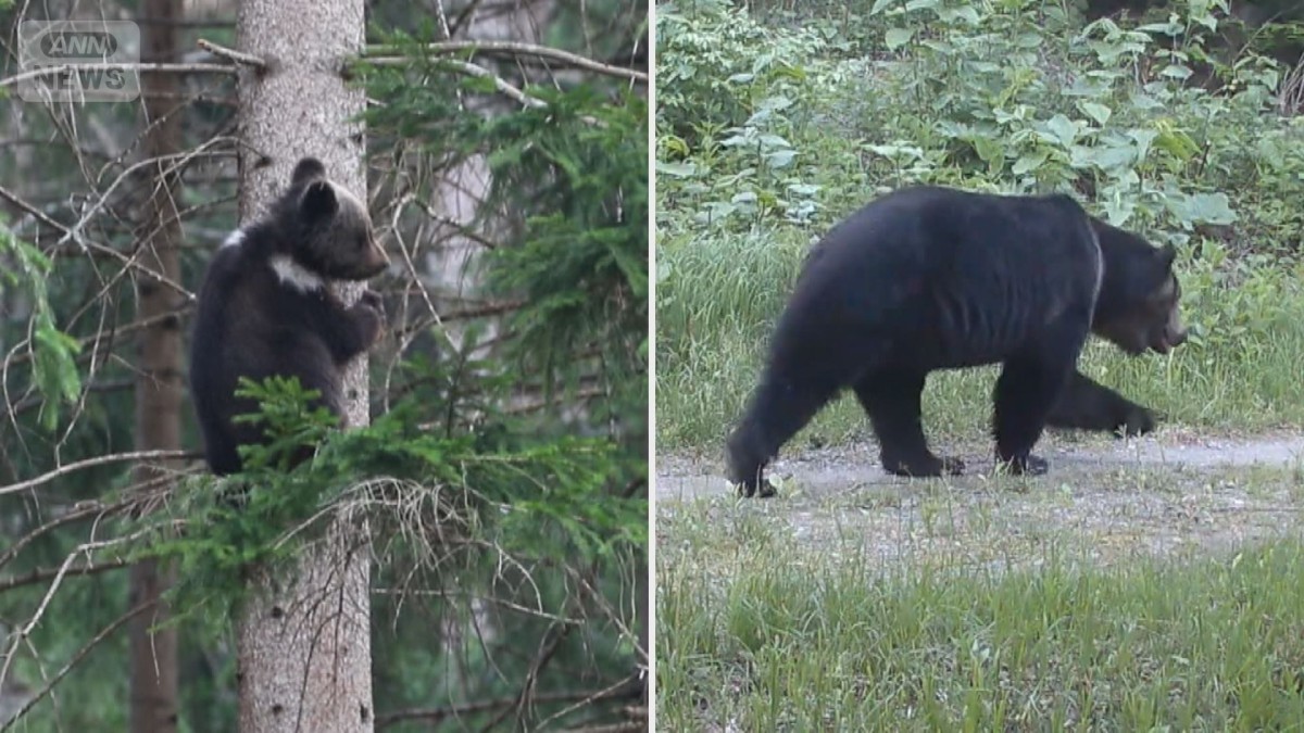 300kg級巨大ヒグマ出没　AIを使った最新クマ対策とは？