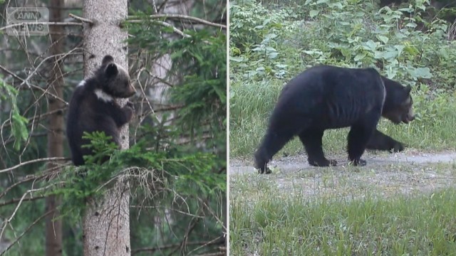 300kg級巨大ヒグマ出没　AIを使った最新クマ対策とは？